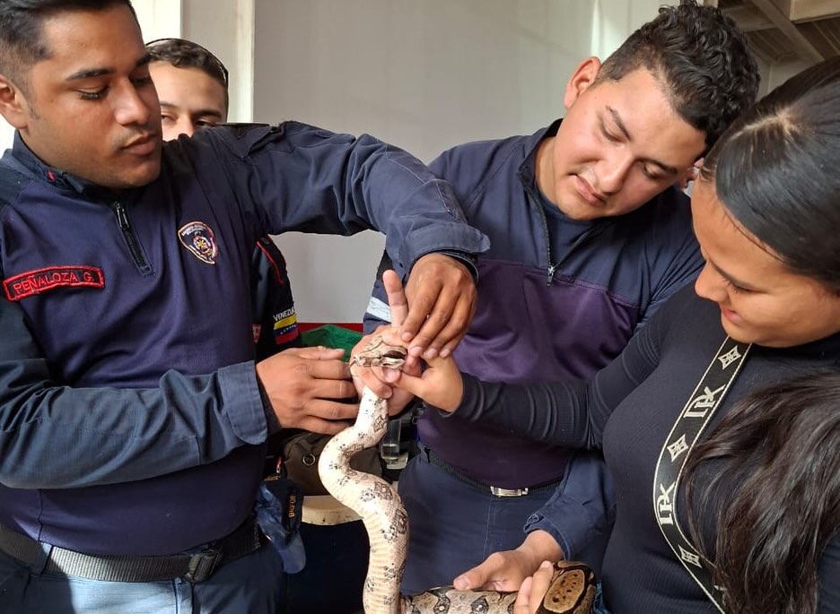 ¡Formación de alto nivel para nuestros héroes!
La Sub-Estación N° 10 de BRIFOR (Brigada Forestal de Caracas) se convirtió en el escenario de un valioso intercambio de conocimientos al recibir a los Bomberos de La Trinidad para el desarrollo del Taller Intensivo de Ofidiología.
Durante una jornada de 9 horas, los funcionarios fortalecieron sus destrezas en el manejo seguro, identificación y protocolos de emergencia ante serpientes, una herramienta clave para su labor en el campo.
Agradecemos enormemente al ponente Mauricio Marrero, cuya experiencia y conocimiento técnico guiaron con éxito esta enriquecedora capacitación.
¡Seguimos sumando esfuerzos para la prevención y la protección de nuestras comunidades y el entorno forestal!
#BriforCaracas #BomberosLaTrinidad #Ofidiologia #BrigadaForestal #CaracasSegura